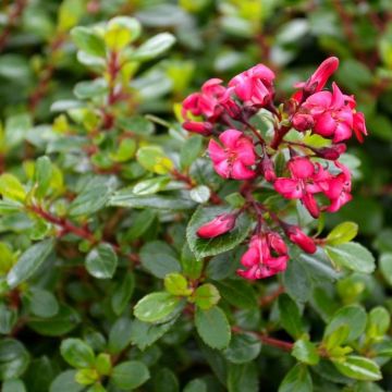 Escallonia Red Dream - Hardy Evergreen Shrub