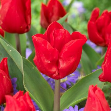 Tulip Escape - Pack of 12 Bulbs