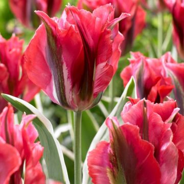 Tulip Esperanto - Pack of 12