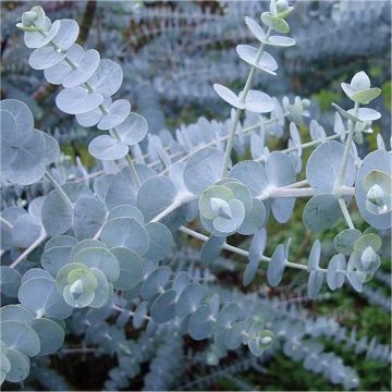 Eucalyptus pulverulenta 'Baby Blue' - Silver Leaved Dwarf Mountain Gum