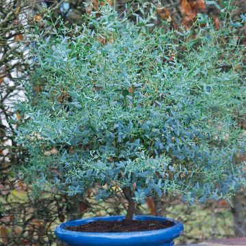 Evergreen Dwarf Cider Gum - Eucalyptus gunnii France Bleu