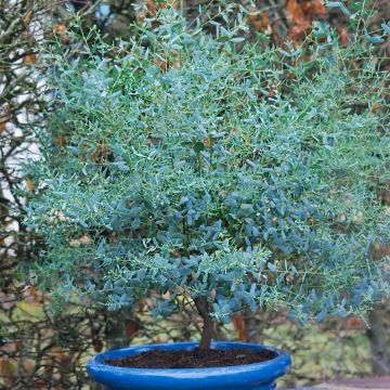 Large Eucalyptus gunnii France Bleu - circa 140-160cm tall