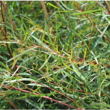 Eucalyptus pulchella - Tasmanian White Peppermint.