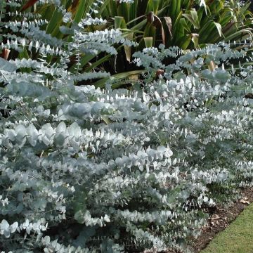 Eucalyptus cinerea Silver Dollar - Silver-Blue Gum Tree
