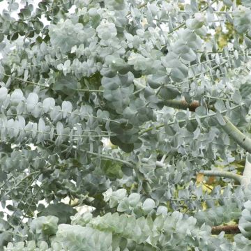 Eucalyptus Websteriana 'Botanic Hearts'