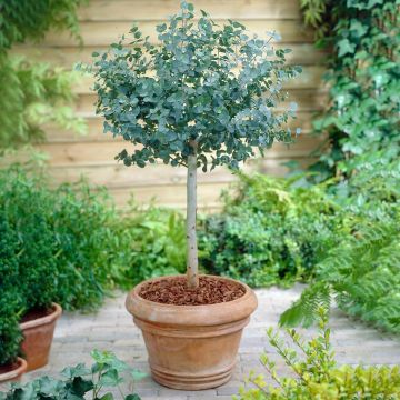 Eucalyptus gunnii Blue Ice - Large Standard Anti-mosquito Gum Tree - Circa 140cm