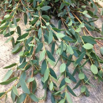 Eucalyptus parvifolia - Small Leaved Gum