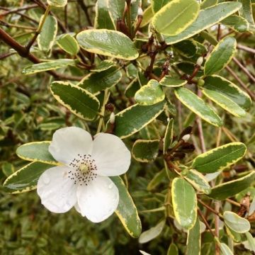 Eucryphia lucida 'Gilt Edge'