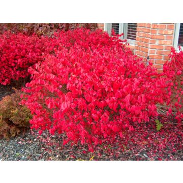 Euonymous Alatus - Burning Spindle Bush Euonymus - XXXL 150cm Heavy Specimen
