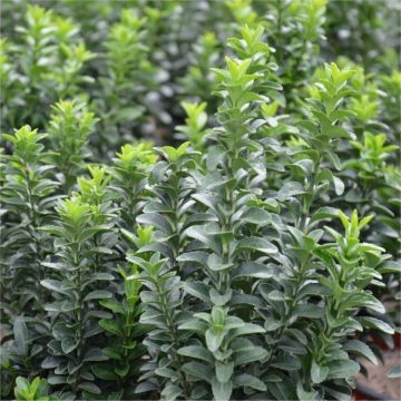 Euonymus japonicus Green Spire - Young Plant Euonymus japonicus Green Spire - Young Plant