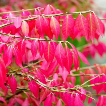 Euonymus alatus 'Blade Runner' - Winged Spindle Fire Bush