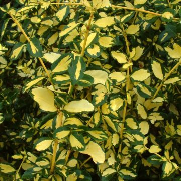 Euonymus fortunei Blondy - Evergreen Gold Variegated Wintersweet