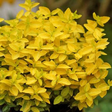 Euonymus fortunei 'Goldy'