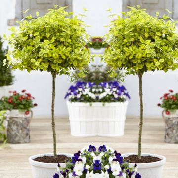 Pair of Euonymus Emerald & Gold - Golden Evergreen Standard Topiary Trees