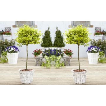 Pair of Euonymus Emerald & Gold - Golden Evergreen Standard Topiary Trees - with White Baskets