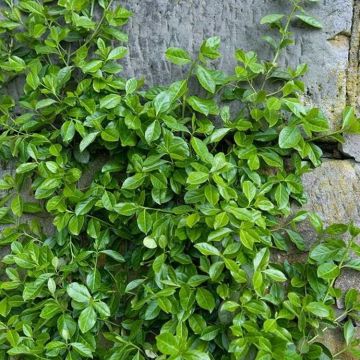 Euonymus fortunei Radicans