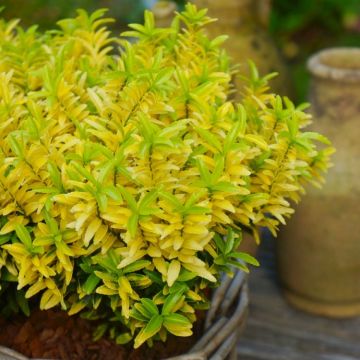 Euonymus japonica 'Happiness'