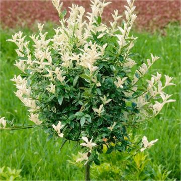 Euonymous fortunei Harlequin - Evergreen Standard Euonymus Tree - LARGE 120-140cm