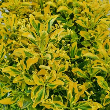 Euonymus japonica Elegantissimus Aureus - LARGE SPECIMEN circa 80-120cms tall