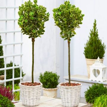 Pair of Euonymus Kathy - Silver Variegated Evergreen Standard Topiary Trees - with White Baskets