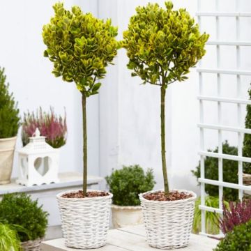 Pair of Euonymus  ovatus Aureus - Evergreen Golden Variegated Standard Topiary Trees