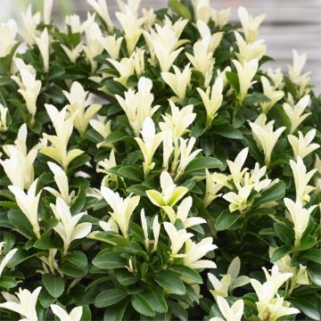 Euonymus japonicus Paloma Blanca - Evergreen Japanese Spindle Shrub