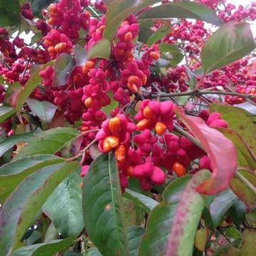 Euonymus europaeus 'Red Cascade'