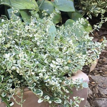 Euonymus fortunei Silver Carpet