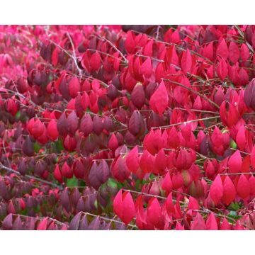 Euonymus Alatus - Burning Bush Euonymus - LARGE SPECIMEN