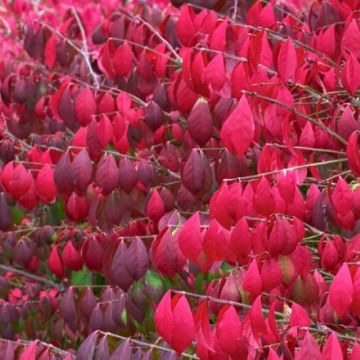 Euonymus alatus compactus - Burning Bush