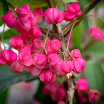 Euonymus phellomanus - Large