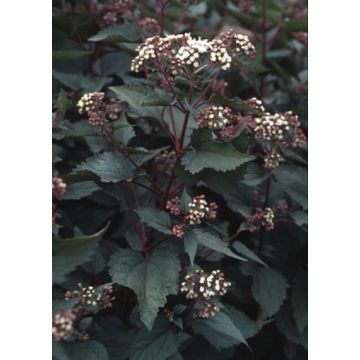 Eupatorium rugosum Chocolate - White Snakeroot