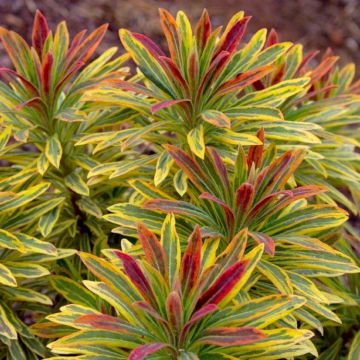 Euphorbia Ascot Rainbow