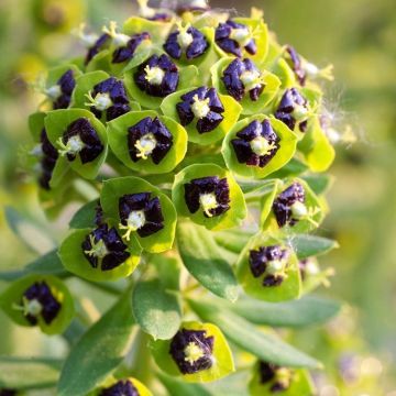 Euphorbia characias 'Black Pearl' - Spurge