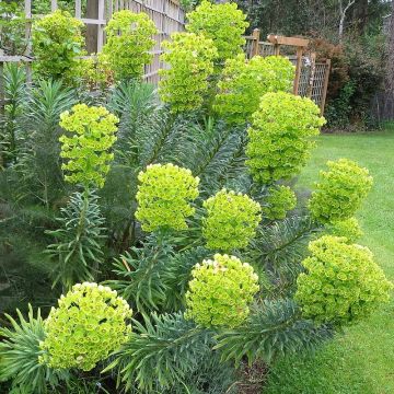 Euphorbia characias Humpty Dumpty - Dwarf Spurge