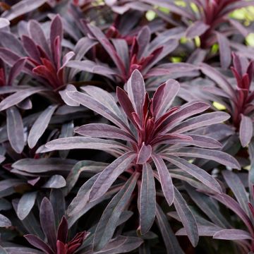 Euphorbia Miners Merlot