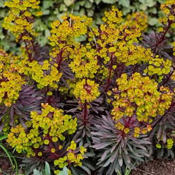 Euphorbia Miners Merlot