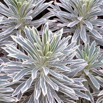 Euphorbia characias 'Silver Swan' - Variegated Spurge