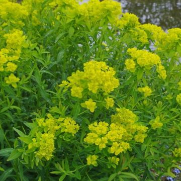 Euphorbia palustris 'Walenburg's Glorie'