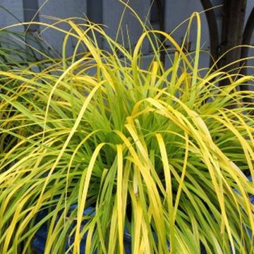 Carex oshimensis Evercolour® ‘Everillo’ - Evergreen Japanese Sedge