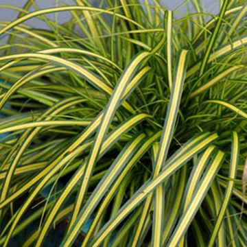 Carex oshimensis EverColor® 'Eversheen' - Evergreen Japanese Sedge