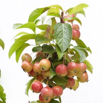 Malus Evereste - Crabapple