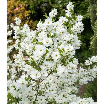 Exochorda Magical Springtime - EXTRA LARGE HEAVY GRADE 6-8FT SPECIMEN PLANT