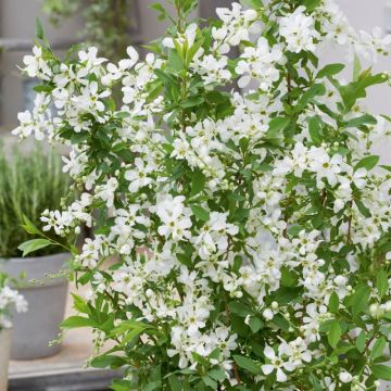 Exochorda racemosa Blushing Pearl