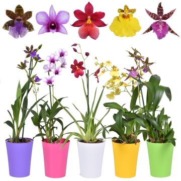 BLACK FRIDAY DEAL - Lucky Dip Orchid Plant in Bud and Bloom