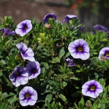 Calibrachoa Eyeconic Purple Calibrachoa Eyeconic Purple