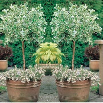 Pair of Euonymus Emerald Gaiety - Variegated Evergreen Standard Topiary Trees