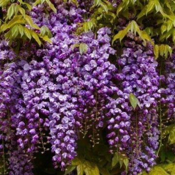 Wisteria floribunda Black Dragon - Double Flowering Wisteria Vine - Established circa 6ft Plants