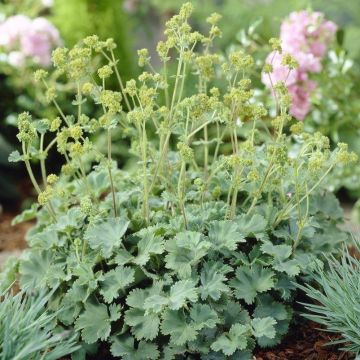 Alchemilla erythropoda