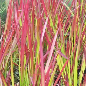 Imperata cylindrica rubra Red Baron - Japanese Blood Grass